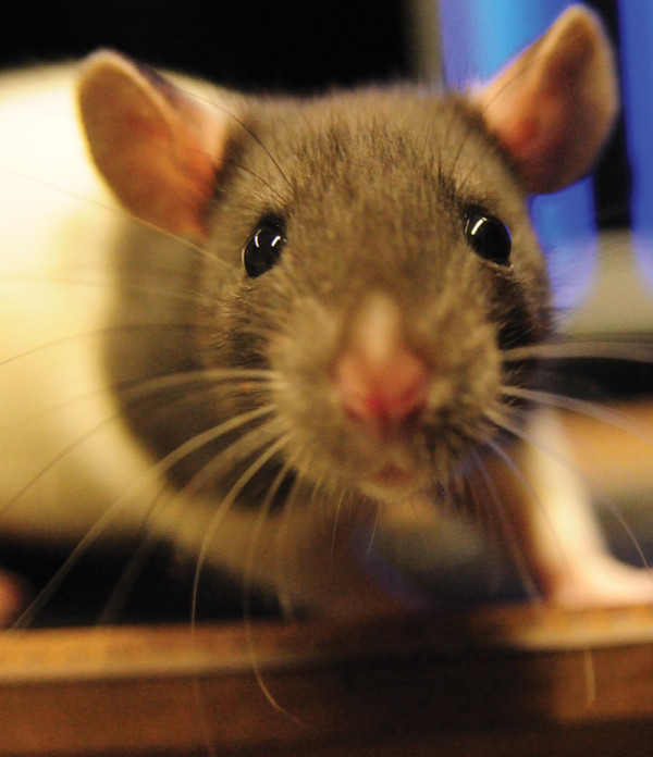 Ratones discapacitados vuelven a caminar tras recibir células madre humanas