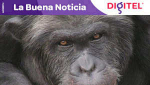 La inteligencia del chimpancé comienza en los genes