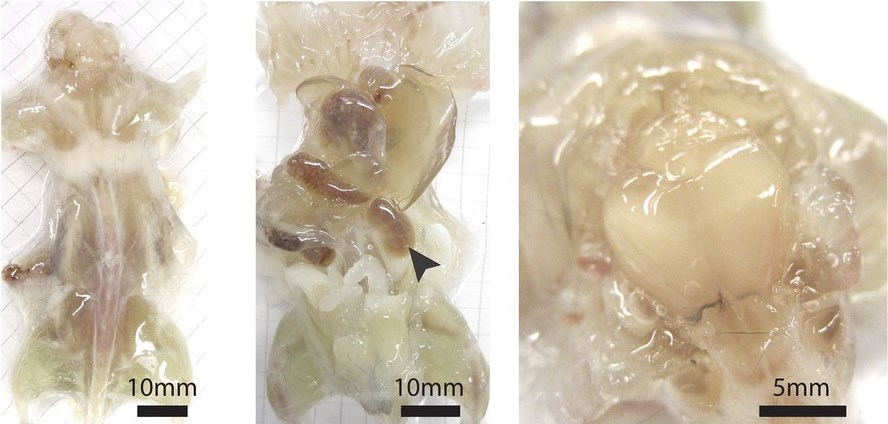 Ratones transparentes que no verás en la sala de tu casa