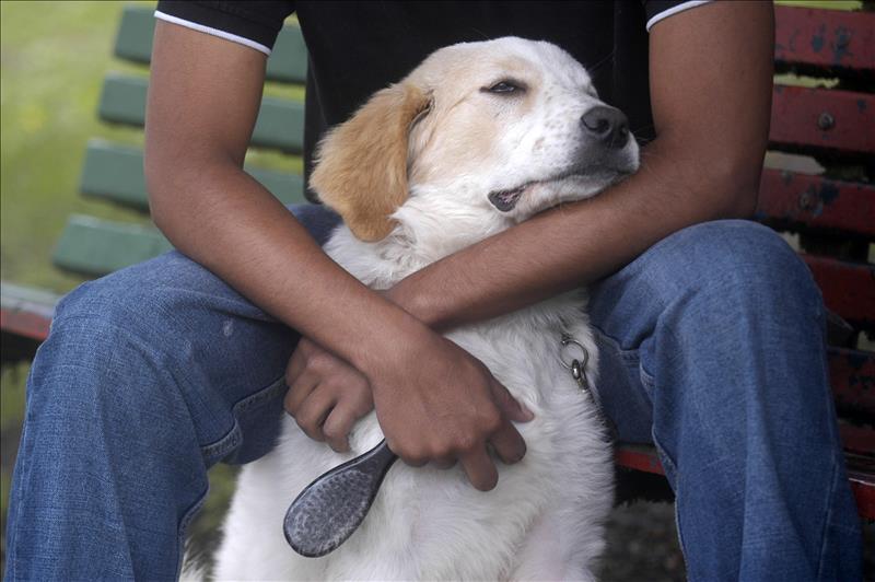 Según estudio, los perros tienen celos de otras mascotas