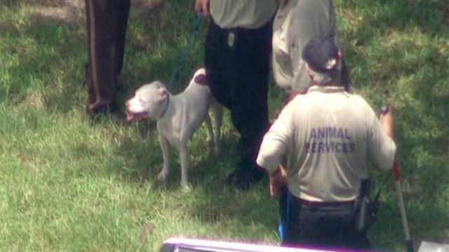 Devastador: Muere niño tras ser atacado salvajemente por perros en Miami