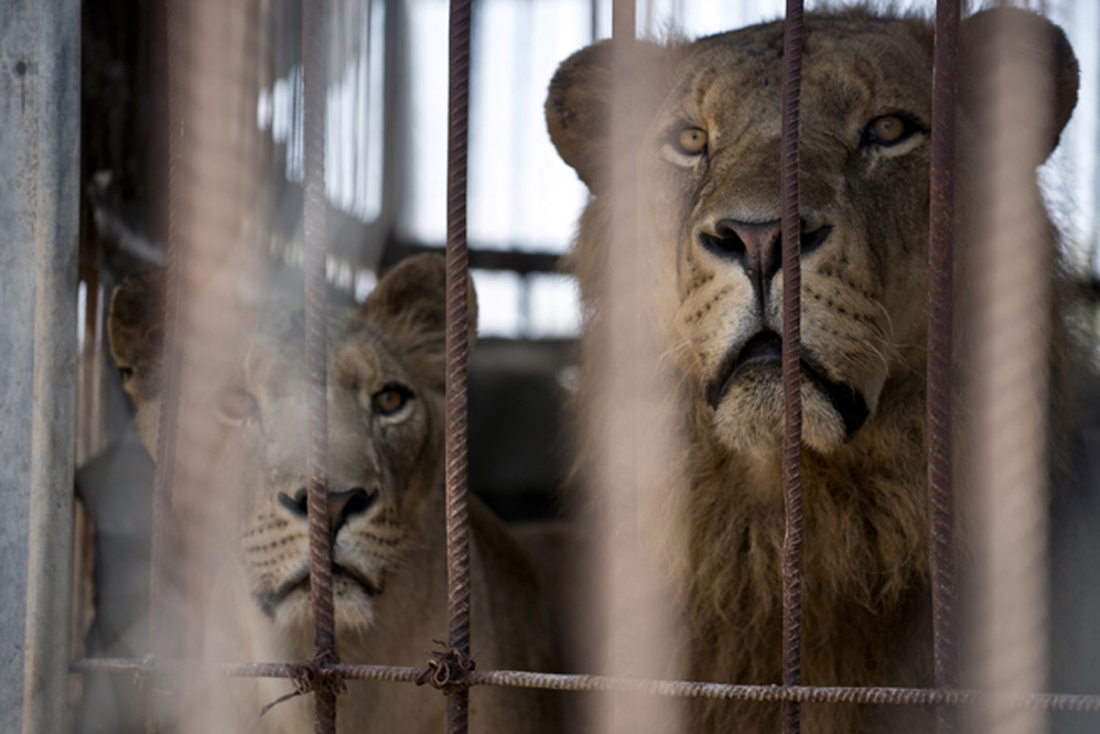 Lamentable: El sufrimiento de los animales en un zoológico de Gaza