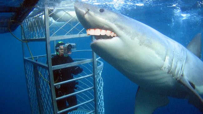 Mira lo amigables que se ven estos tiburones con otros dientes