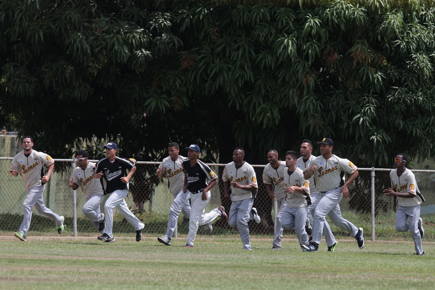 Se soltaron los Leones del Caracas (FOTOS)