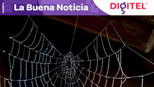 Investigadores japoneses desarrollan una seda híbrida con genes de telaraña