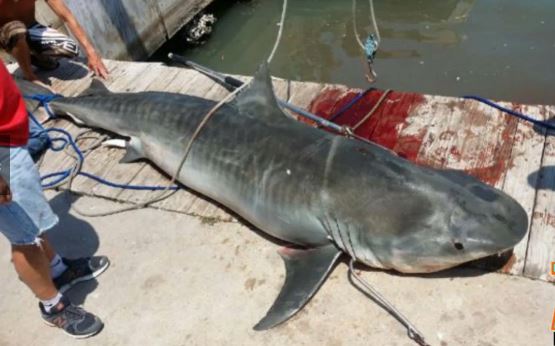 … y sacaron a un hombre a medio digerir de la barriguita de este tiburón (VIDEO)