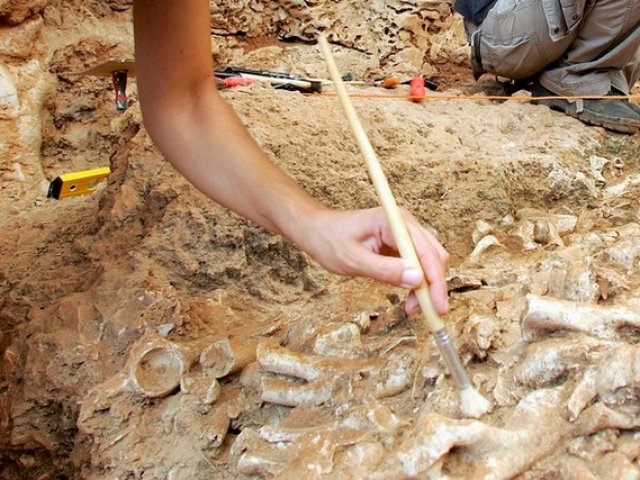 Descubren dinosaurio semiarticulado en la región chilena de Magallanes