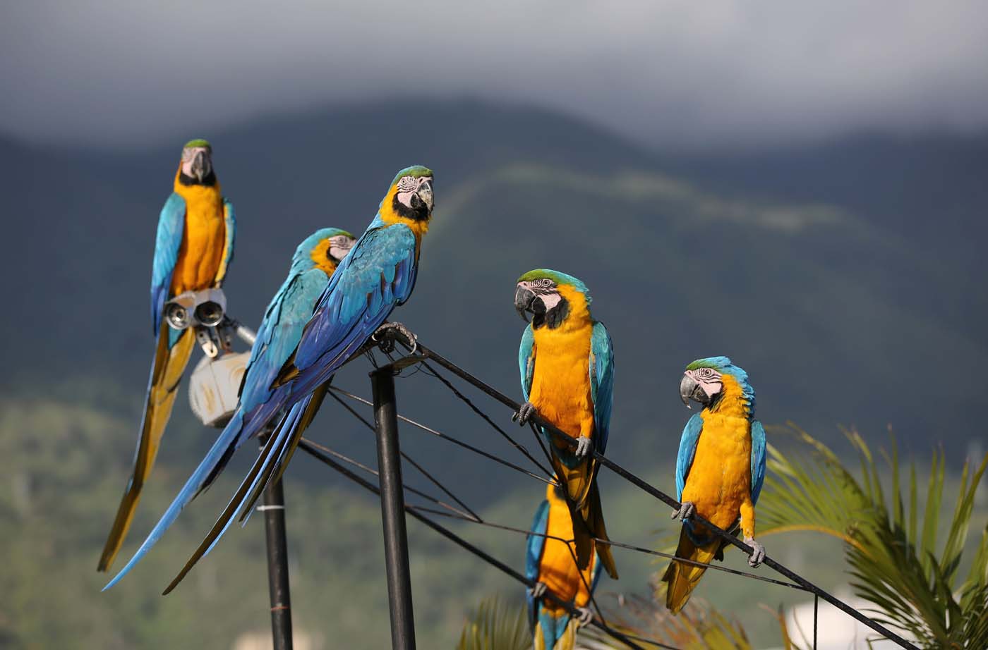 Las guacamayas dan armonía y color al caos de Caracas (Fotos)