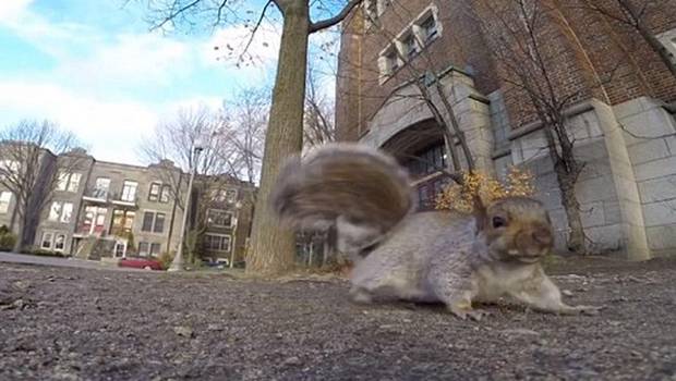 Roba una GoPro y graba un simpático video… y era una ardilla