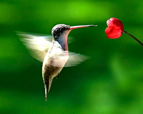 El triste VIDEO del colibrí roncando que conmovió a las redes