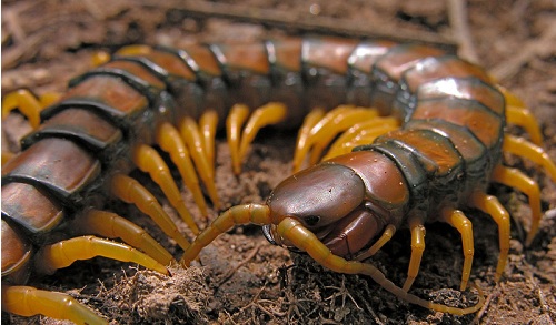 Ciempiés gigantes invaden cuatro sectores en Anaco