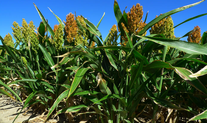 Aumenta a 5,20 Bs. el kilo de sorgo