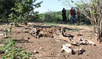 Confagan: producción de leche tuvo bajón de 60% en Anzoátegui por la sequía