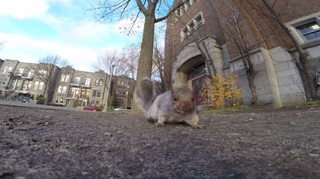 Una “choroardilla” que se grabó con la GoPro (alucinante)