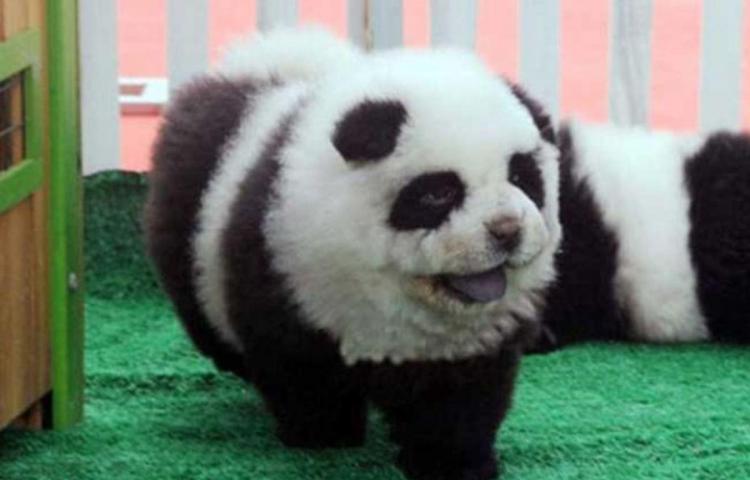 Circo hace pasar a perros como pandas (Foto)