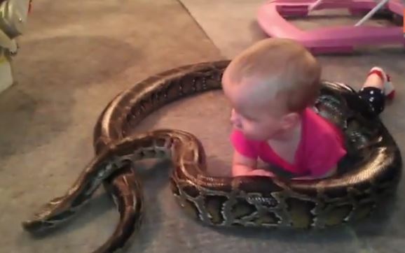 ¡WTF! La mascota de una bebé es una serpiente (Video)