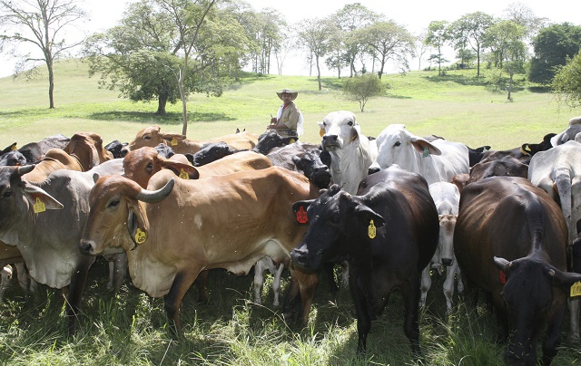 Ganaderos llaman a diálogo para fijar costos y precios de la carne