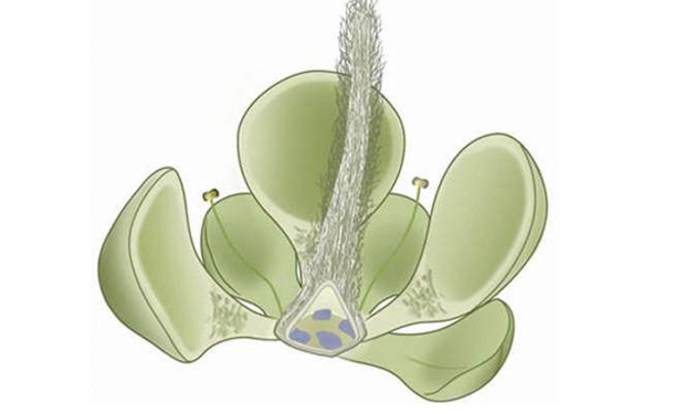 Encuentran la flor más antigua del mundo con 160 millones de años