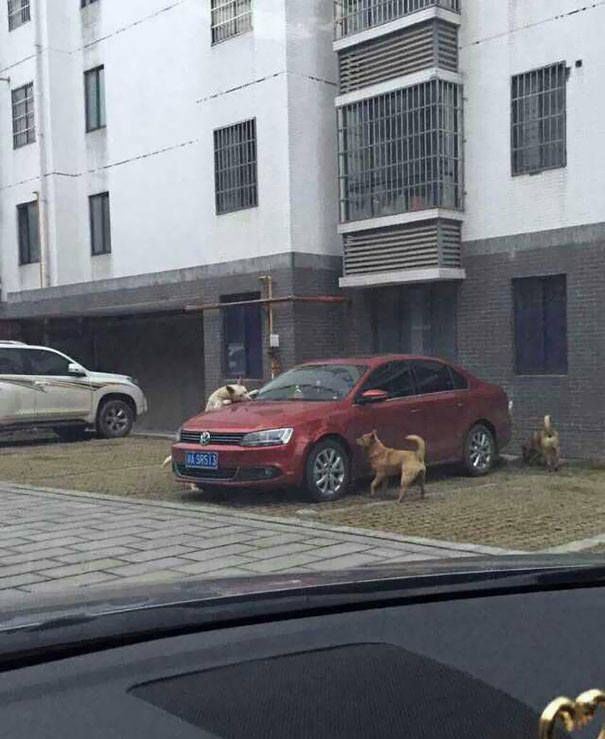 Un perro es golpeado por un hombre pero vuelve con sus amigos para vengarse