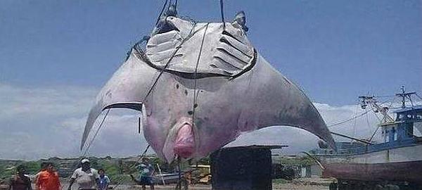 La impresionante mantarraya de 1.000 kilos (Fotos)