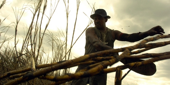 Sector azucarero en peligro por precariedad de la industria y el campo