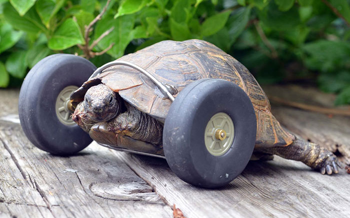 ¡Para morir de ternura! La verdadera razón por la cual tío tortuga le ganó a tío conejo