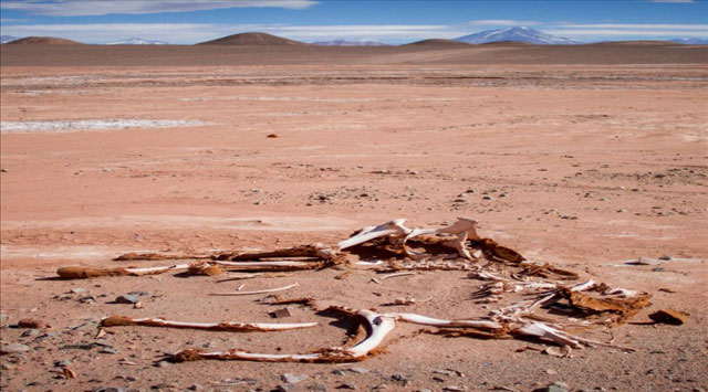 Expertos alertan sobre la sexta extinción masiva y la amenaza para el hombre