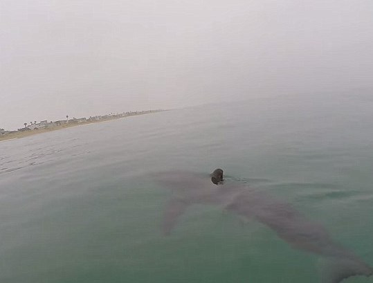 En video: El encontronazo con tiburones que te helaría la sangre