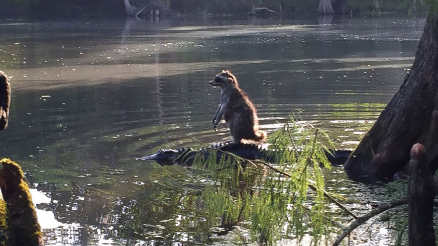 ¡Corre mapache!, ¡corre! (FOTO)