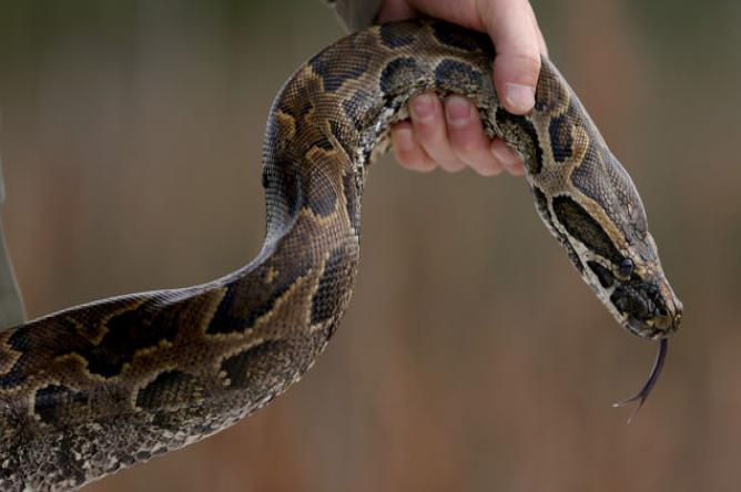 Roban siete pitones de un refugio de mascotas en Ohio