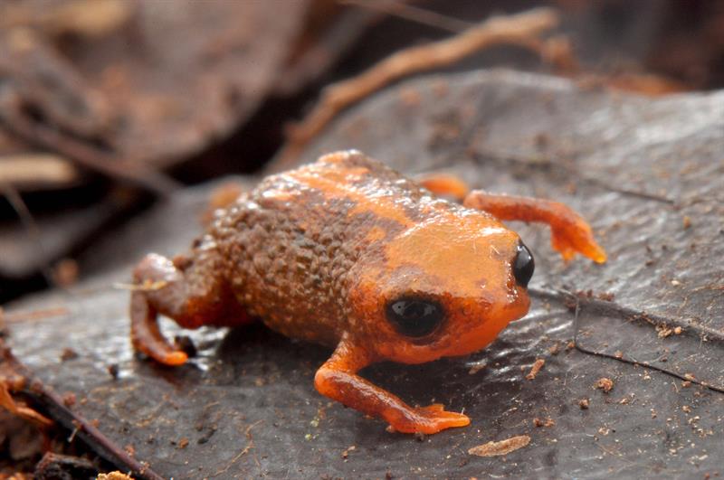 Descubren nueva especie de sapo que mide sólo un centímetro