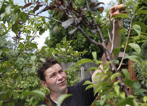 Artista crea un árbol con 40 frutas de injertos