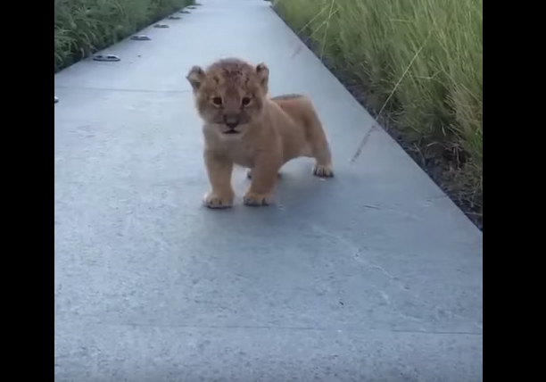 VIDEO: ¿Simba, eres tú? El tierno rugido de este futuro Rey León que te conmoverá