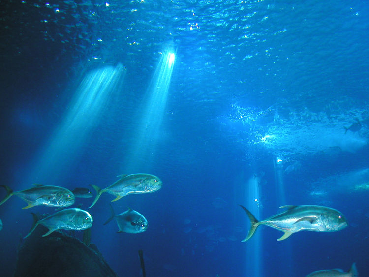 Ecosistemas oceánicos al borde del colapso por disminución de especies marinas