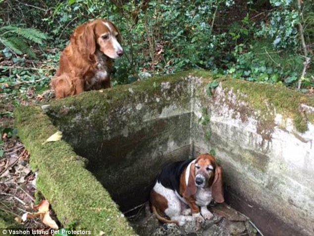 La historia del perro que no abandonó a su amigo atrapado