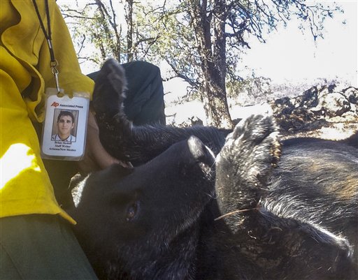 En esta imagen del 17 de septiembre de 2015, el reportero de Associated Press Brian Skoloff acaricia a "Thumper" una perra labrador de 30 kilos, poco después de que el animal saliera de un escondrijo en la casa de su dueño, cubierto de ceniza y hollín por un incendio forestal dentro de la zona de evacuación cerca de Middletown, California. Skoloff devolvió la perra a su propietario, Lawrence Ross.  Thumper sobrevivió entre las casas quemadas hasta los cimientos, y a los cinco días que pasó sola en la casa, sin sufrir daños. (AP Foto/Brian Skoloff)