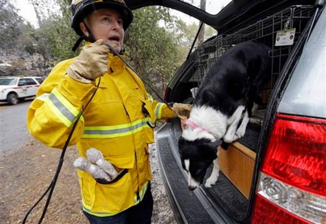 Lynne Engelbert saca a su perro Piper entrenado para localizar cadáveres cerca de una vivienda destruida por un incendio forestal en la zona de Anderson Springs, en las proximidades de Mittletown, California, el miércoles 16 de septiembre de 2015. Un nuevo incendio forestal en el norte de California a dejado una persona muerta y 10 casas destruidas o dañadas, dijeron las autoridades el domingo 20 de septiembre de 2015. Elaine Thompson AP Foto