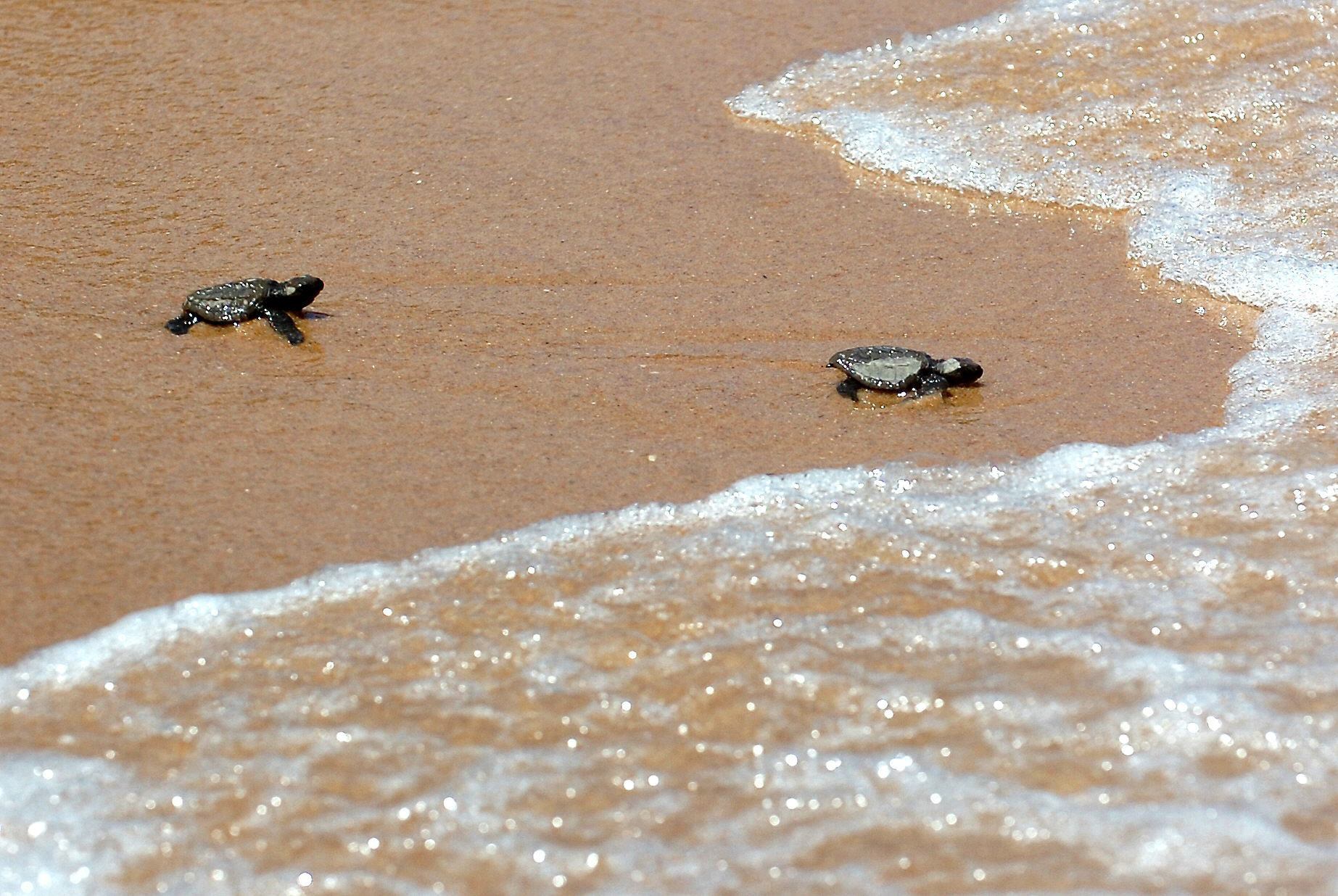 Liberan 3.000 tortugas en reserva de fauna en Amazonía de Ecuador