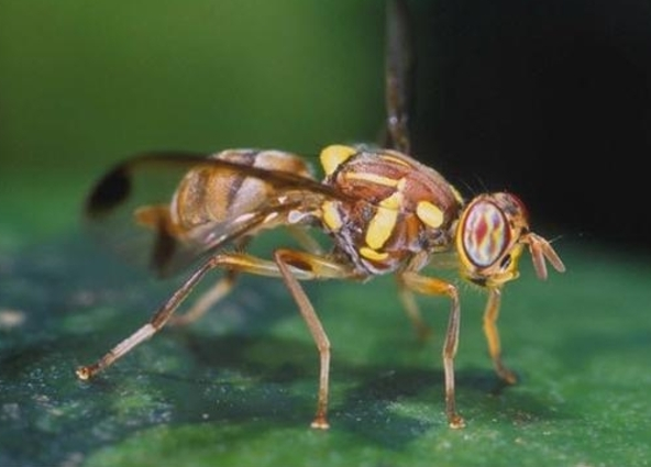 Fumigación en Miami para acabar con las moscas asiáticas de fruta