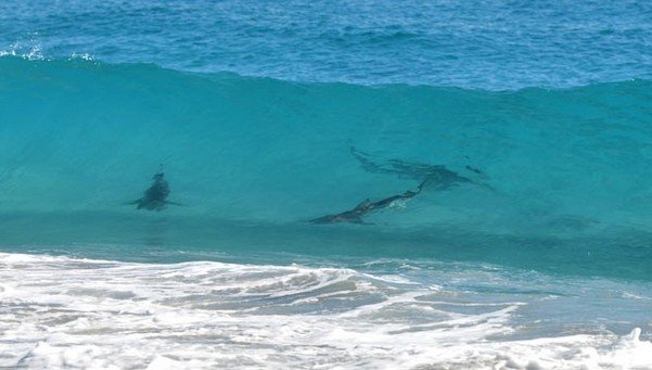 Joven se recupera tras ataque de tiburón en Florida, EEUU