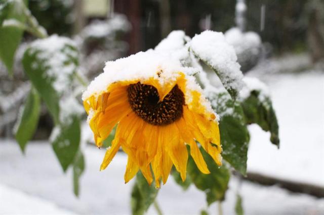 Un girasol amanece cubierto de nieve en Warstein (Alemania) hoy, 14 de octubre de 2015. Las temperaturas en Alemania han descendido por debajo de los cero grados con precipitaciones en forma de nieve en cotas bajas. EFE/Joerg Taron