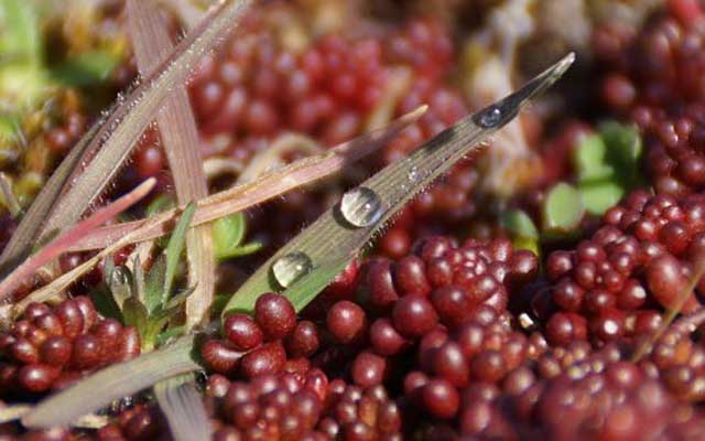 Honduras lanza Ruta Turística del Café