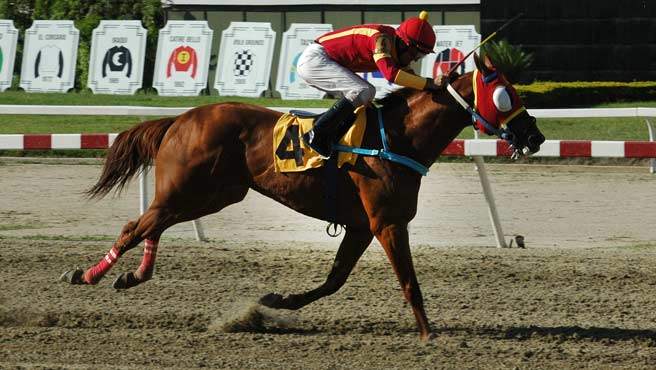 Mr. Pistacho será padrillo en el Haras Gran Sol