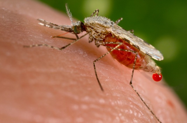 Un mosquito Anopheles stephensi en una foto obtenida por Reuters el 23 de noviembre de 2015. Científicos dispuestos a acabar con la picadura que provoca la malaria han producido una cepa de mosquitos que portan genes que bloquean su transmisión, con la idea de que puedan reproducirse con otros miembros de su especie y que su descendencia no propague la enfermedad. REUTERS/Jim Gathany/CDC/Handout via Reuters