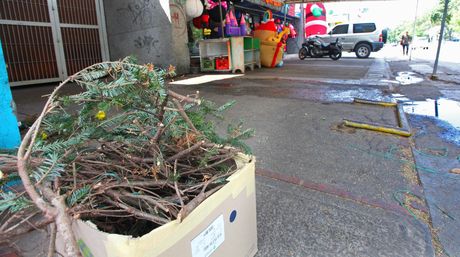 Pinos naturales se agotaron en dos días en Caracas