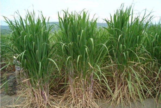 Foto: Visión Agropecuaria