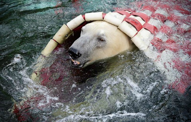  Nanuq, un oso polar, juega con su juguete nuevo en el zoo de Hannover (Alemania) hoy, 3 de diciembre 2015. El juguete, un bote de goma, fue construido reutilizando manqueras de incendio. EFE/Peter Steffen