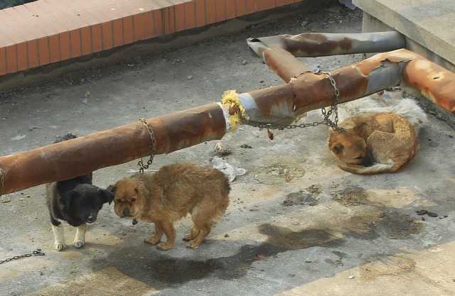 Los perros son vistos en el techo de una escuela de medicina después de las fotos de estos perros causaron un escándalo público en Internet, en Xi'an, provincia de Shaanxi, China, 6 de diciembre de 2015. La indignación pública en China en las fotografías de perros de laboratorio mentira amordazada y abandonado en el techo de un edificio de la escuela de medicina focos actitudes hacia los derechos animales cambiando, dicen grupos de bienestar animal. Fotografía tomada el 6 de diciembre de 2015. REUTERS / Stringer,