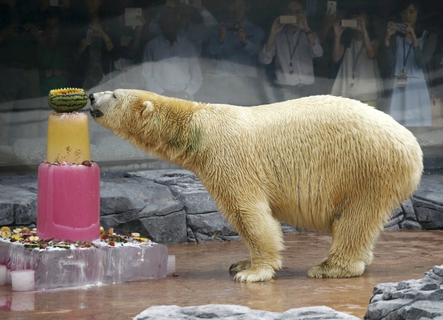 Inuka, el primer oso polar nacido en los trópicos, disfruta de una torta de hielo durante las celebraciones de su cumpleaños 25 en el Zoo de Singapur 16 de diciembre de 2015. El oso polar nacido y criado localmente cumple 25 años en el Boxing Day en diciembre. REUTERS / Edgar Do