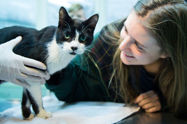 ¡Milagro navideño! Una familia encuentra a su gato perdido hace siete años